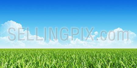 Nature background. Green grass and blue sky.