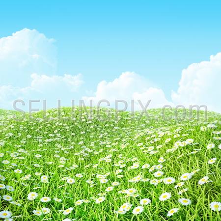 Summer shiny colorful meadow with chamomile. Easter Background with grass and flowers.