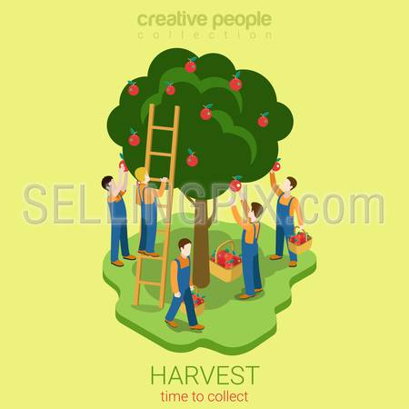 Apple harvest collect season concept flat 3d web isometric infographic concept vector. Men pluck pire apples from the tree to the basket. Creative people collection.
