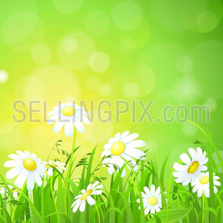 Nice shiny fresh daisy chamomile flower grass lawn with bokeh blur effect sunshine beam background. Nature spring summer backgrounds collection.