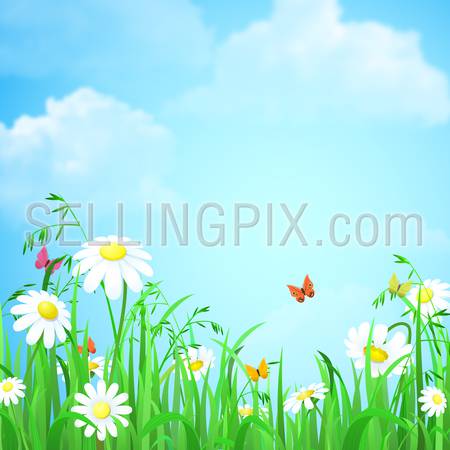 Nice shiny fresh flower grass lawn daisy chamomile butterflies with empty blue skies background. Nature spring summer backgrounds collection.