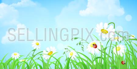 Nice shiny fresh flower grass lawn daisy chamomile ladybug with empty blue skies background. Nature spring summer backgrounds collection.