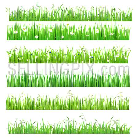 Set of 6 seamless nice shiny fresh flower daisy chamomile grass lines isolated background. Nature spring summer backgrounds collection.