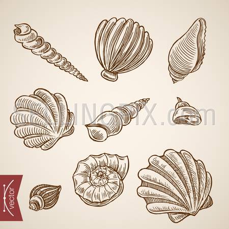 Underwater world sea life ocean icon set. Engraving style pen pencil crosshatch hatching paper painting retro vintage vector lineart illustration. Shell marine conch flat narrow thin slim sharp spiral