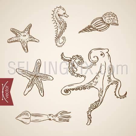 Underwater world sea life ocean icon set. Engraving style pen pencil crosshatch hatching paper painting retro vintage vector lineart illustration. Octopus cuttlefish star shellfish horse.