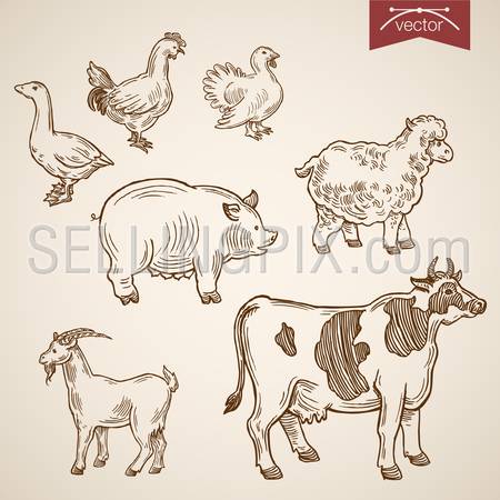 Domestic farm friendly funny animal icon set. Engraving style pen pencil crosshatch hatching paper painting retro vintage vector lineart illustration. Turkey hen sheep pig caw goat goose.