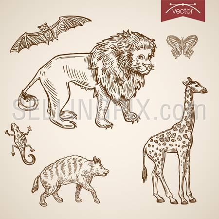 Wild life zoo friendly funny animal icon set. Engraving style pen pencil crosshatch hatching paper painting retro vintage vector lineart illustration. Giraffe lion butterfly hyena bat lizard walking.