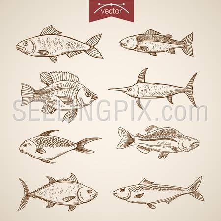 Engraving vintage hand drawn vector fishes collection. Pencil Sketch underwater marine life illustration.