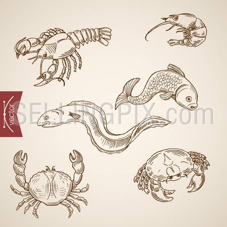 Engraving vintage hand drawn vector marine life collection. Pencil Sketch moray, eel fish, shellfish, lobster, crab, cancer, shrimp ocean inhabitant illustration.