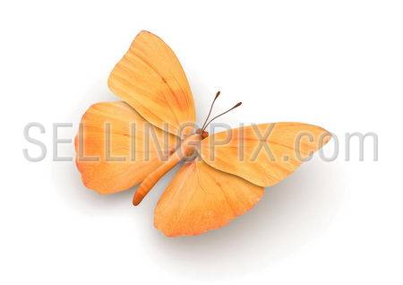 Orange Butterfly Isolated (3d isolated characters on white background series)