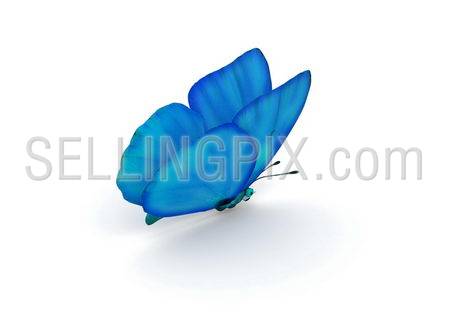 Blue Butterfly Isolated (3d isolated characters on white background series)