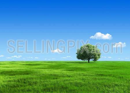Nature collection – Tree on meadow template