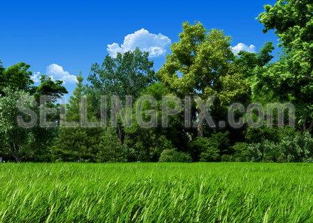Very detailed 6000px forest glade template – Nature
