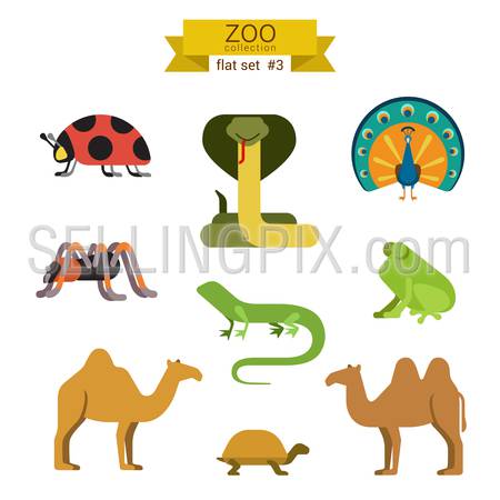 Flat design vector animals icon set. Ladybug, cobra, snake, peacock, spider, tarantula, lizard, frog, camel, tortoise. Flat zoo children cartoon collection.