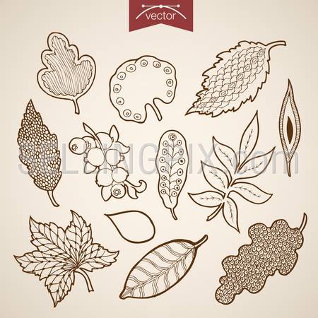 Engraving vintage hand drawn vector leaves collection. Pencil Sketch oak maple briar leaf herbarium illustration.