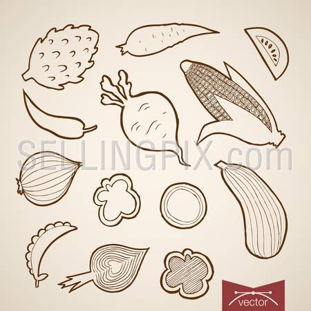 Engraving vintage hand drawn vector vegetable collection. Pencil Sketch corn, onion, tomato, squash, pepper, carrot, peas, radish, beet food illustration.