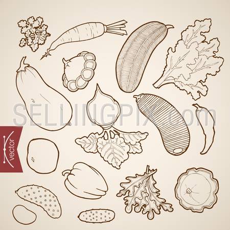Engraving vintage hand drawn vector vegetable collection. Pencil Sketch squash, pepper, carrot, zucchini, radish, beet, cucumber, horseradish illustration.