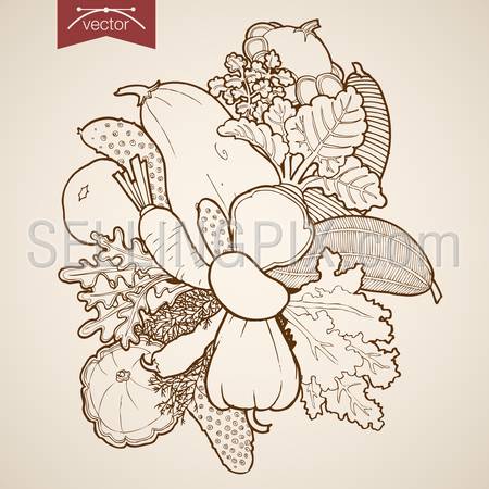 Engraving vintage hand drawn vector vegetable. Pencil Sketch squash, pepper, carrot, zucchini, radish, beet, cucumber, horseradish food illustration.