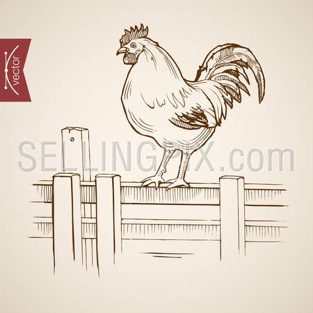 Engraving vintage hand drawn vector domestic cock standing on wood fence. Pencil Sketch farm bird illustration.
