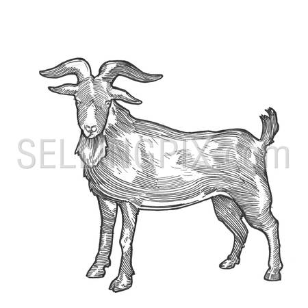 Engraving style hatching pen pencil painting illustration goat chineese 2015 new year image. Engrave hatch lithography drawing collection.