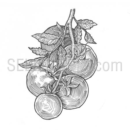 Engraving style hatching pen pencil painting illustration vegetables tomato collage image. Engrave hatch lithography drawing collection.