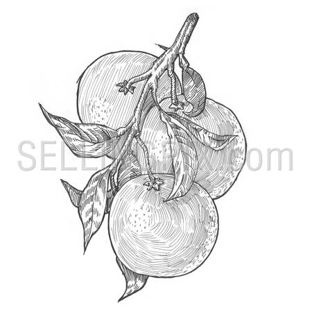 Engraving style hatching pen pencil painting illustration orange fruits collage image. Engrave hatch lithography drawing collection.