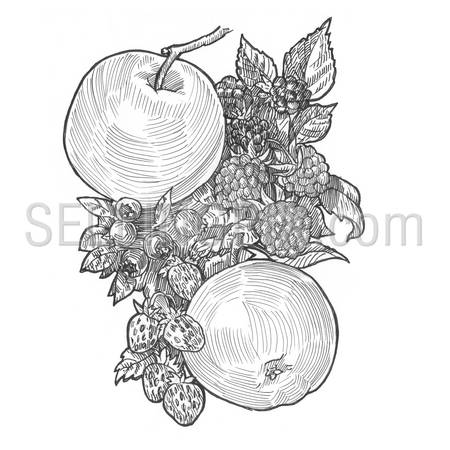 Engraving style hatching pen pencil painting illustration concept fruits collage image. Apples, blueberries, currants, strawberries, raspberries, berries on branch with leaves. Engrave hatch drawing.