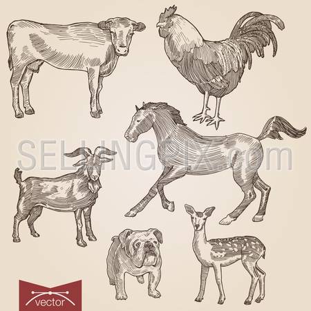 Engraving style pen pencil crosshatch hatching paper painting retro vintage vector lineart illustration domestic farm animals pets set. Goat and cow, horse, bulldog, lamb and rooster.
